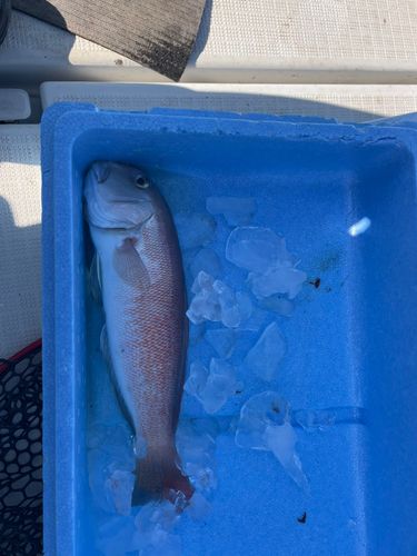 シロアマダイの釣果