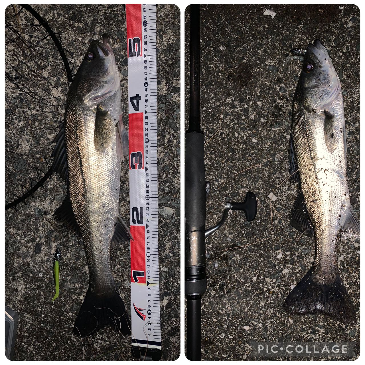 フッコ（マルスズキ）