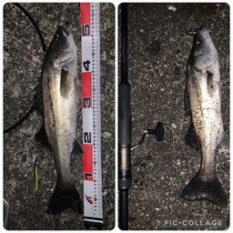 フッコ（マルスズキ）