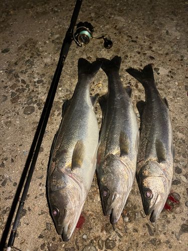 シーバスの釣果