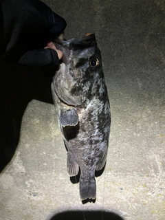 クロソイの釣果