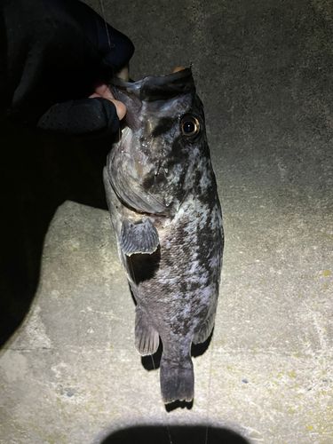 クロソイの釣果