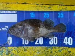 クロソイの釣果