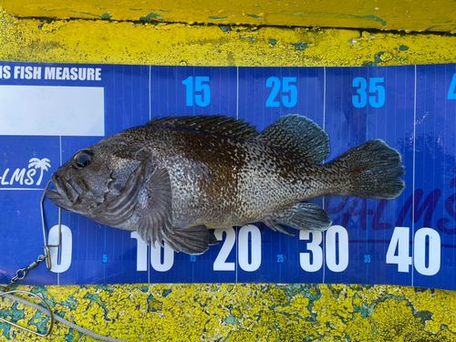 クロソイの釣果