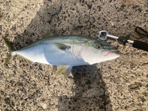 フクラギの釣果