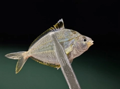 ヒイラギの釣果