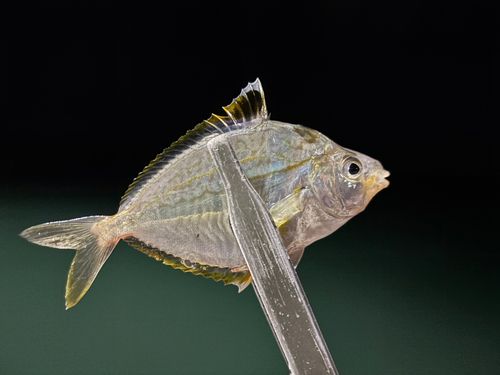 ヒイラギの釣果