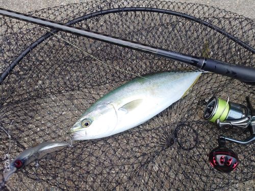 コズクラの釣果