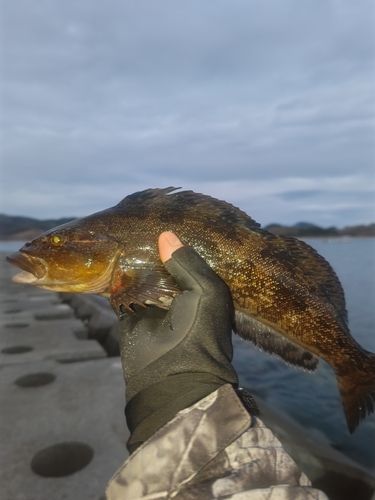 アイナメの釣果