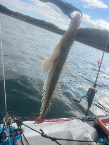 コチの釣果