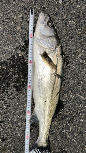 フッコ（マルスズキ）の釣果