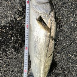 フッコ（マルスズキ）