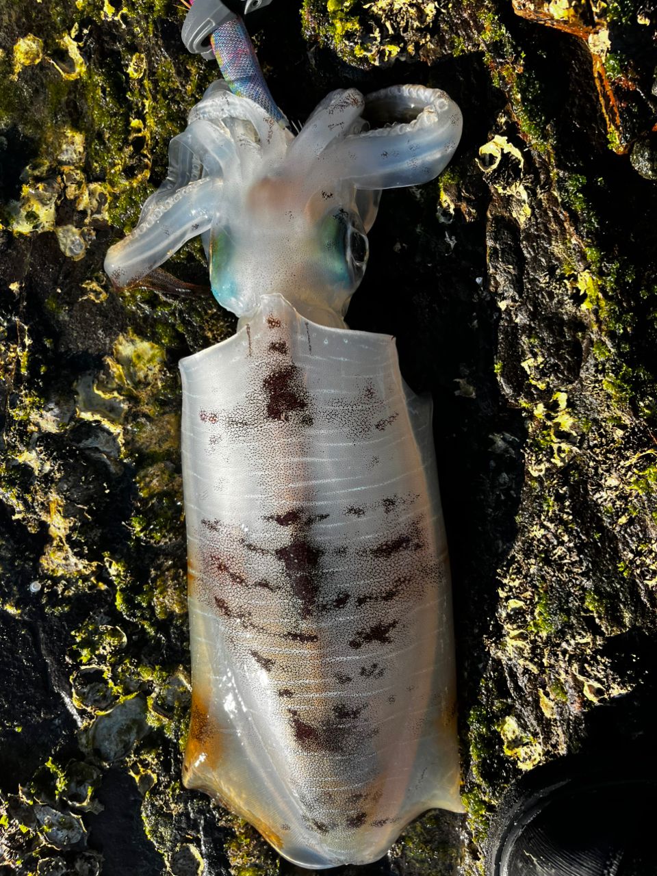 YAMAGA Blanks カリスタ TZ ナノ 89MLの最安値・インプレ・釣果 | 本音