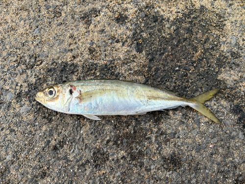 マルアジの釣果