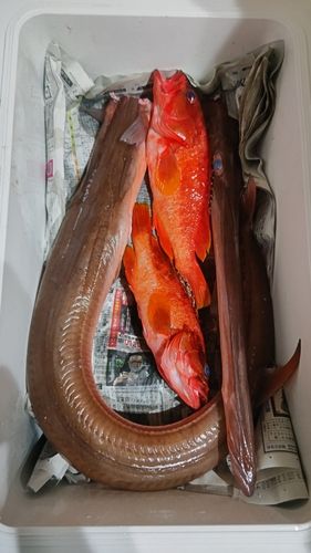 アカハタの釣果