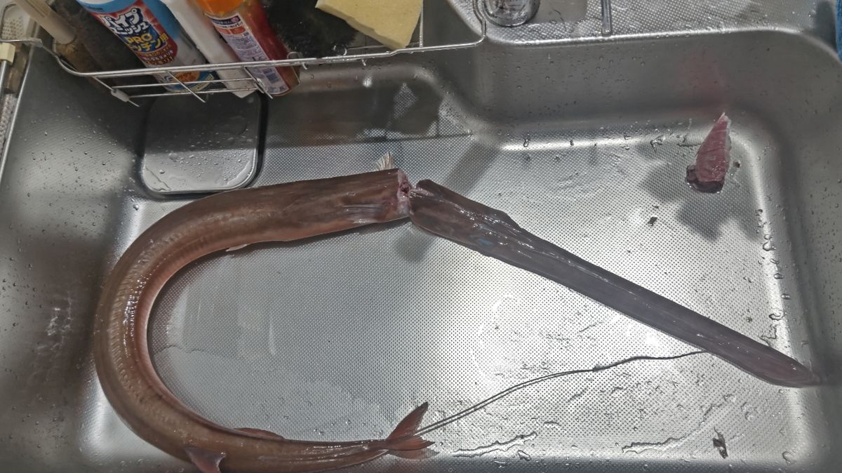 真水さんの釣果 2枚目の画像