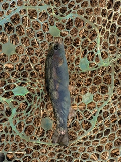 レインボートラウトの釣果