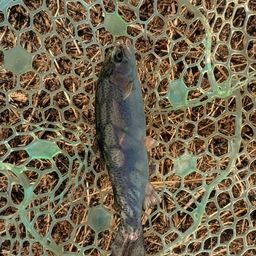 レインボートラウト