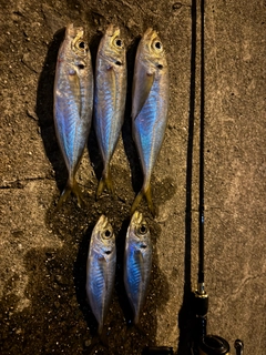 マアジの釣果