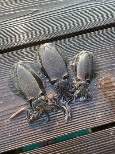 仮屋湾西遊魚センター