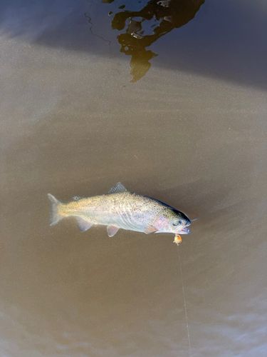 ニジマスの釣果