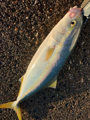 コゾクラの釣果