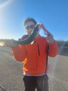 フッコ（マルスズキ）の釣果