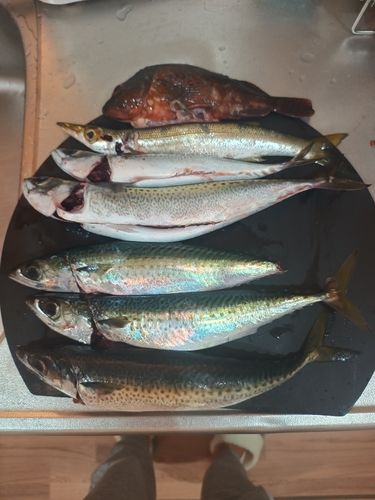 アカカマスの釣果