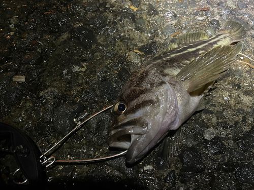 シマゾイの釣果