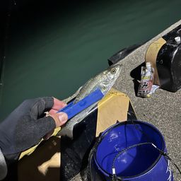 セイゴ（ヒラスズキ）