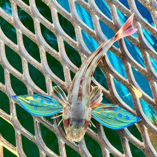 ホウボウの釣果