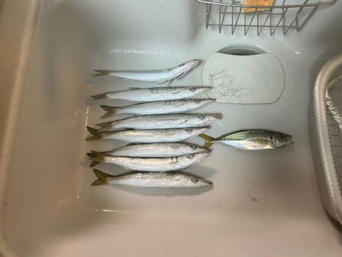 カマスの釣果