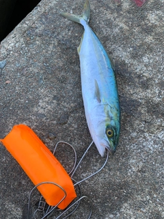 コゾクラの釣果