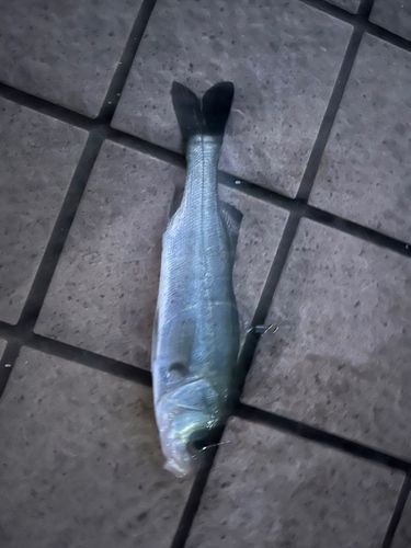 セイゴ（タイリクスズキ）の釣果