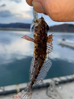 アナハゼの釣果