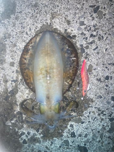 アオリイカの釣果