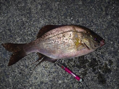 ヤリイカの釣果