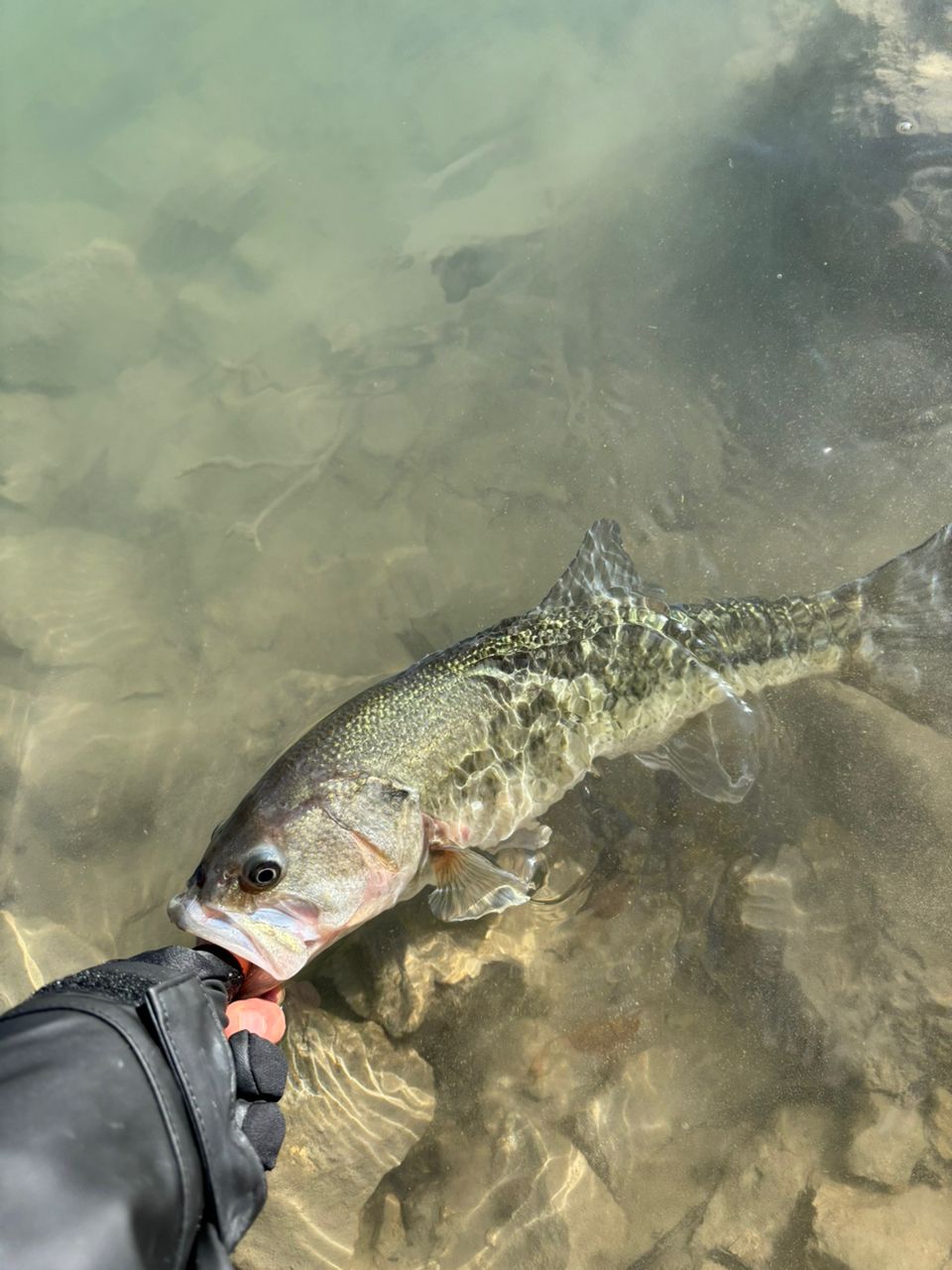 ラージマウスバス