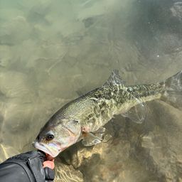 ラージマウスバス