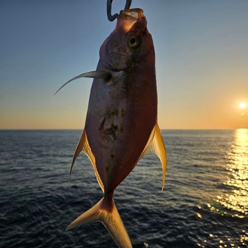 ナンヨウカイワリの釣果