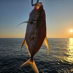 ナンヨウカイワリ