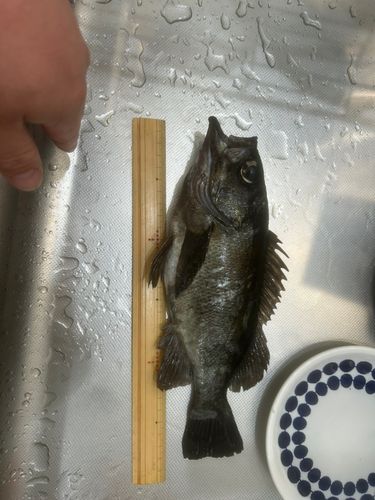 クロメバルの釣果