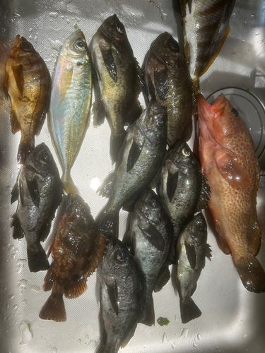 アコウの釣果