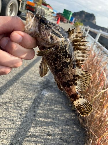 タケノコメバルの釣果