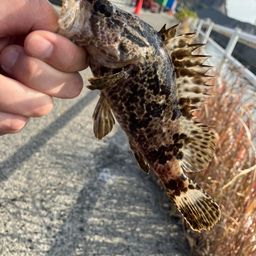 タケノコメバル