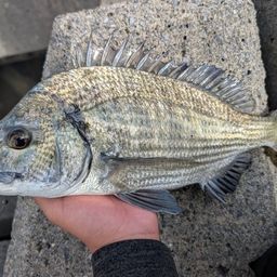 ミナミクロダイ