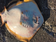 アカエイの釣果