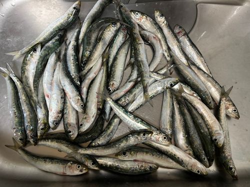 マイワシの釣果