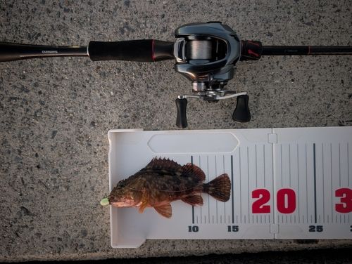 カサゴの釣果