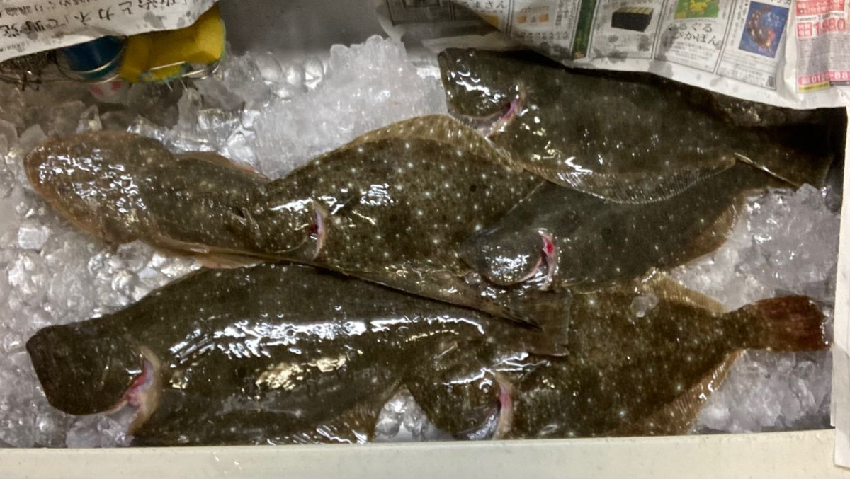 アングラー99984426うっかりカサゴさんの釣果 2枚目の画像